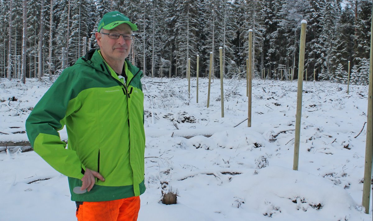 Äldre man står på hygge i skogen. Snö på marken och granarna i bakgrunden. Ljusgrön jacka, orange byxor. grön Södrakeps. glasögon. Handen i sidan. Till höger på bilden: hygge med stolpar till vilthägn. Inget nät är ännu uppsatt.
