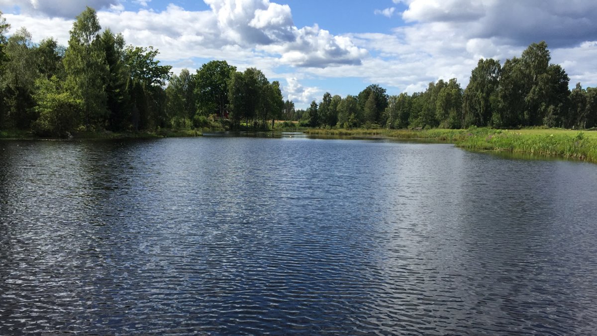 Damm full med vatten. Lövskog i bakgrunden.