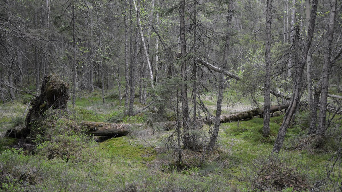 Barrsumpskog med höga naturvärden. Stormfälld gran mitt i bilden.