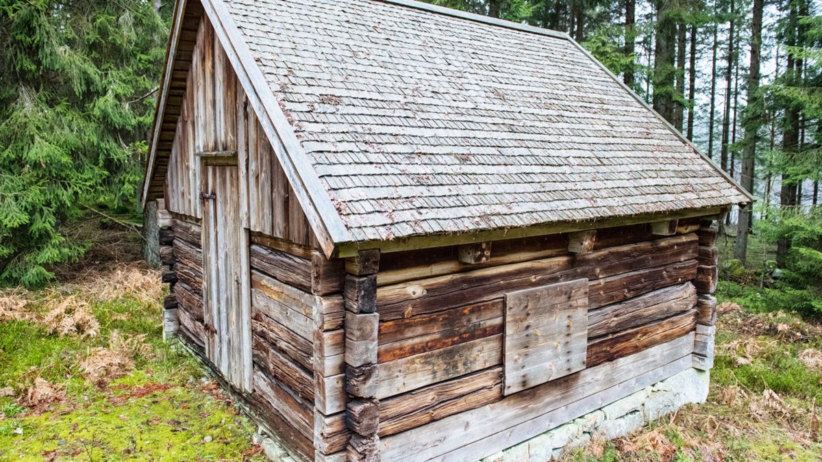 Gammal knuttimrad lada med nytt spåntak. Granskog i bakgrunden.