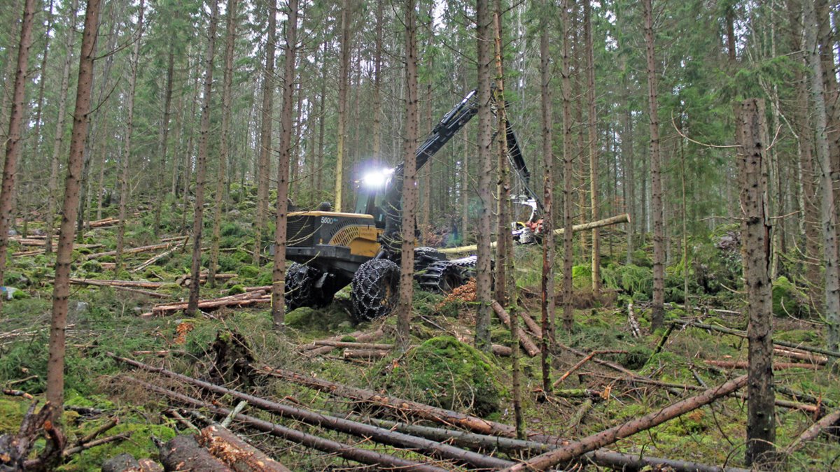 Gallringsskördare gallrar i granskog.Stam i skördaraggregatet. Fällda stammar på marken. Flera stammar kvar i beståndet.