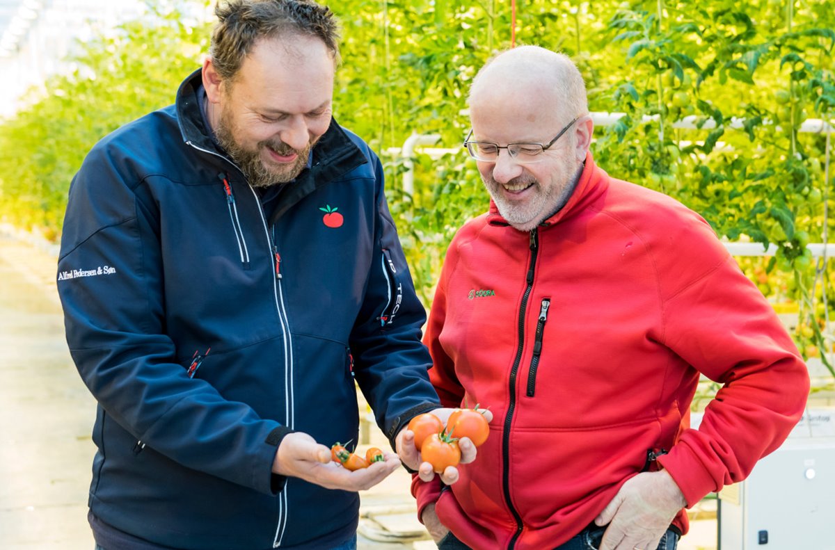 Två män står inne i ett växthus med gröna tomatplantor i bakgrunden. Mannen till vänster har mörkblå jacka, mörkt hår och skägg. I händerna håller han små och stora tomater. Mannen till höger har röd jacka, göasögon kort grått hår och skägg. Båda är glada och tittar ner på tomaterna i händerna.