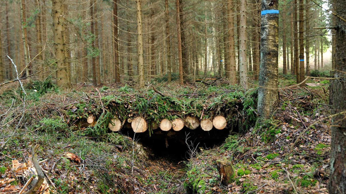 Dike i granskog. Över diket en bro byggd av granstammar. Granris ovanpå.