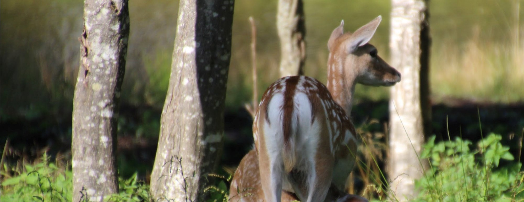 Rental of hunting rights