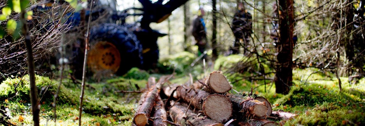 gallring i skogen