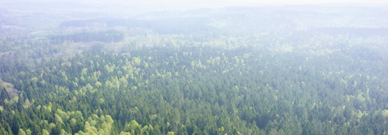 Skog utanför Åled i södra Halland.