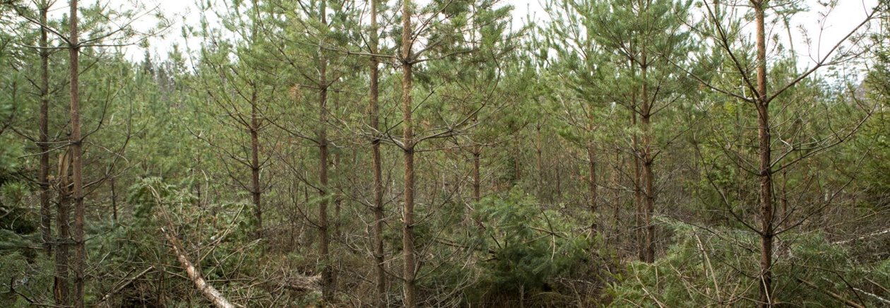 tallskog, ungskog