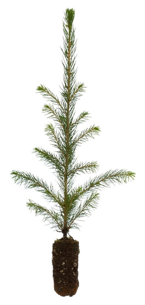 Bredinge 1,5 år