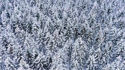 Vinterskog