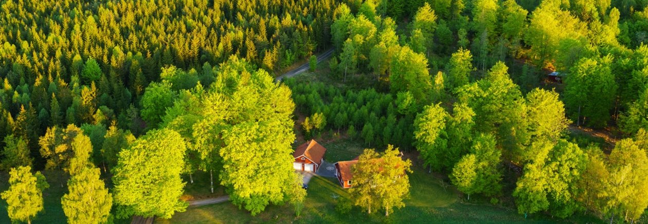 Forest from above
