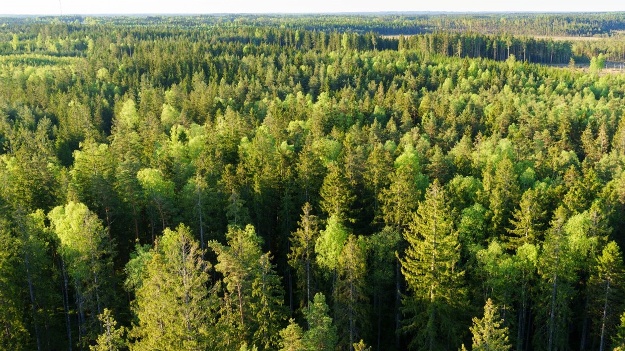 Hult, Odensjö, Kronobergs län. Ägare Conny och Roger Eliasson. Tfn0372378310
SWEREF99 TM
6299770.297, 414978.694 Skog i Odensjö i Småland