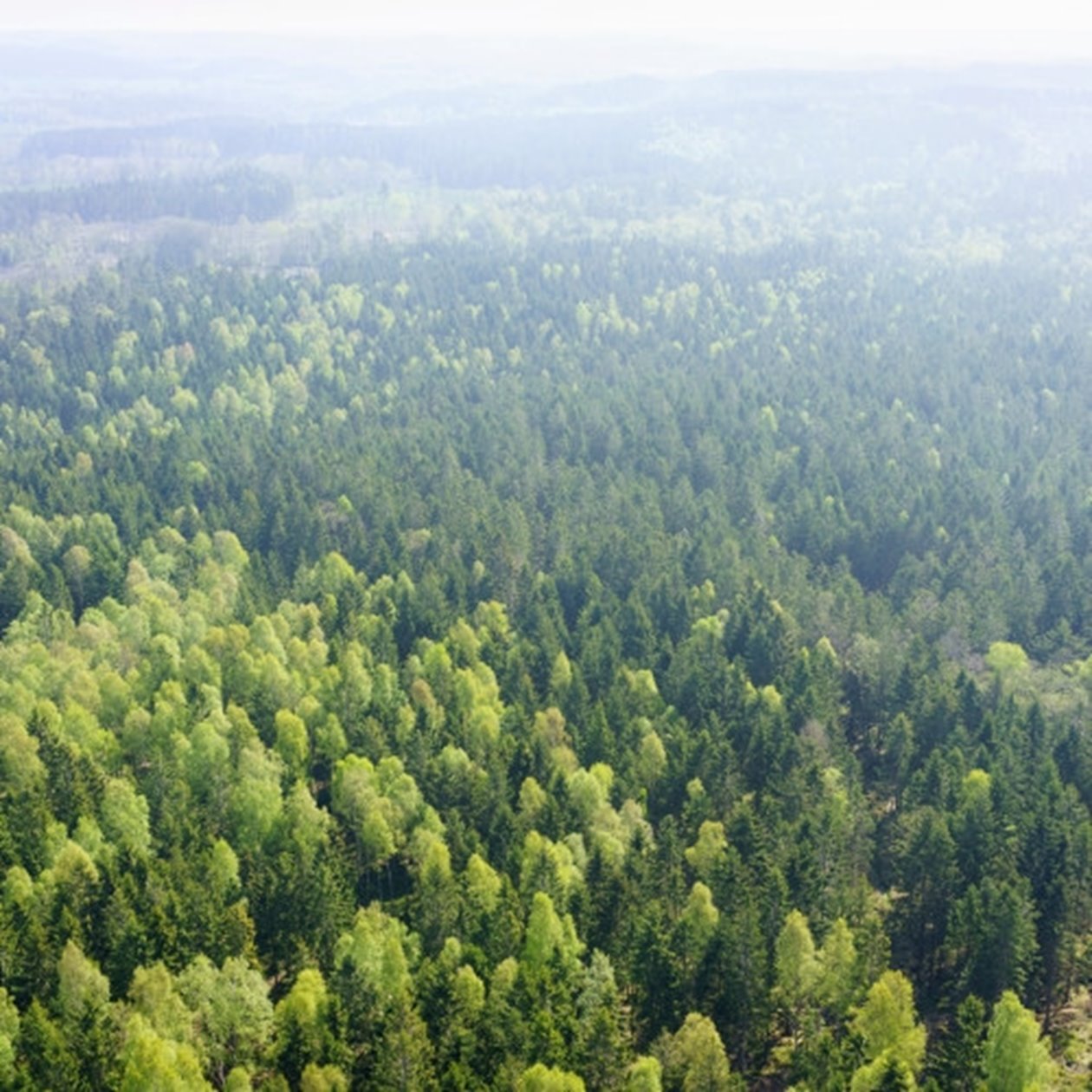 Skog utanför Åled i södra Halland.