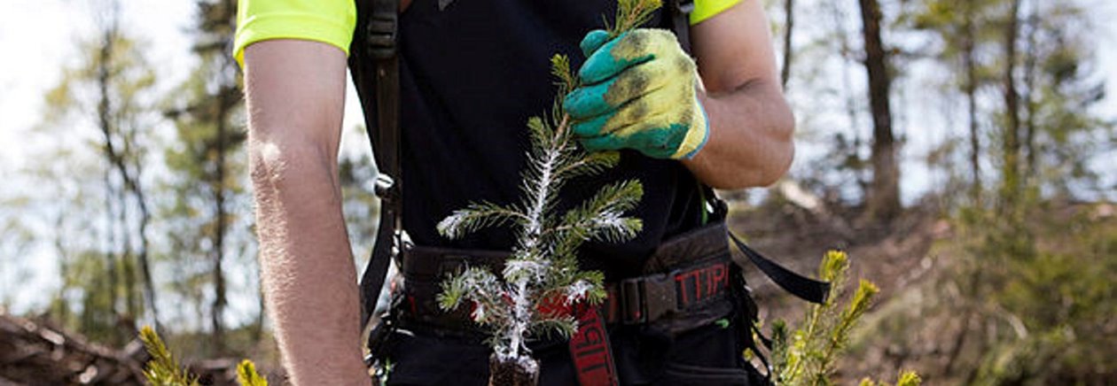 hand, planta