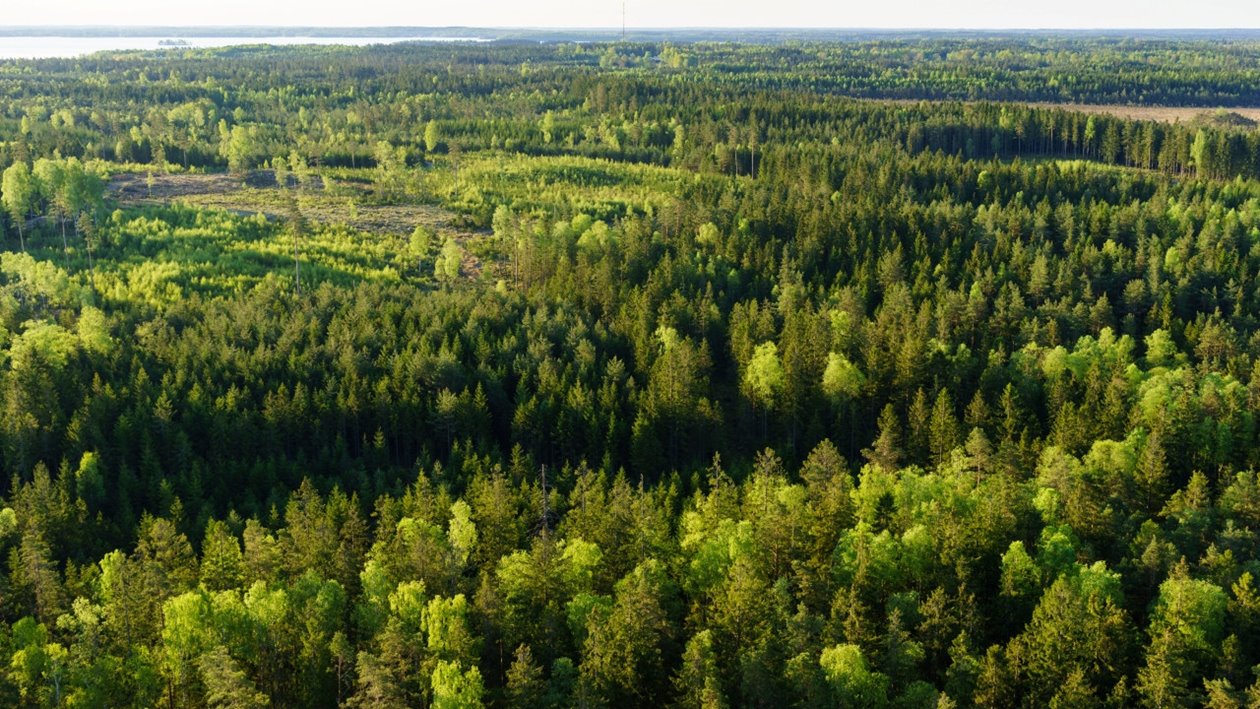 Hult, Odensjö, Kronobergs län. Ägare Conny och Roger Eliasson. Tfn0372378310
SWEREF99 TM
6299770.297, 414978.694 Skog i Odensjö i Småland
