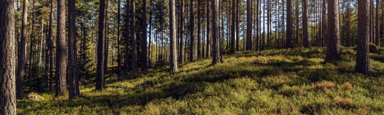 Tallskog med blåbärsris