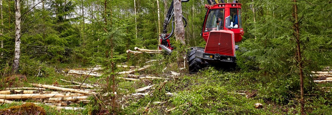 Serie140506- Björkgallring; flerträdshantering Flerträdshantering i skogen. Gallring
