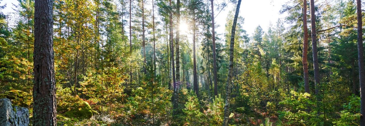 VR360 Blandskog i motljus
