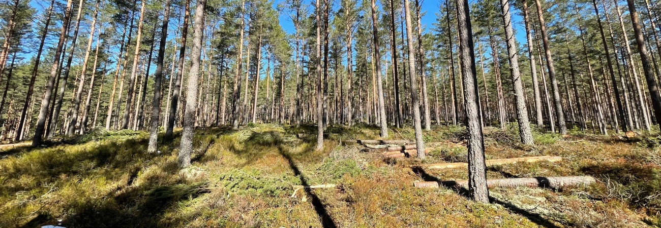 Utförd tredje gallring av tall. Vidvinkel Utförd tredje gallring av tall. Vidvinkel