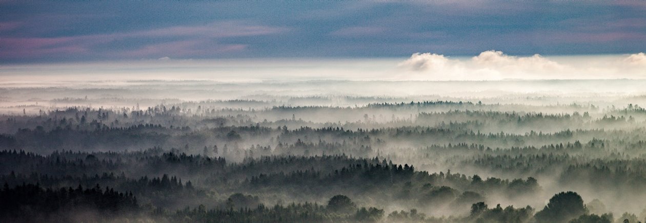 Skog vid Emmaboda i Småland