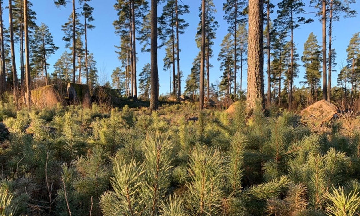 Tallskog