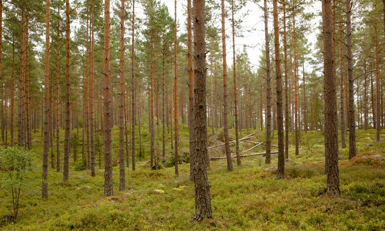 Tallbestånd Klenemåla Tallbestånd Klenemåla