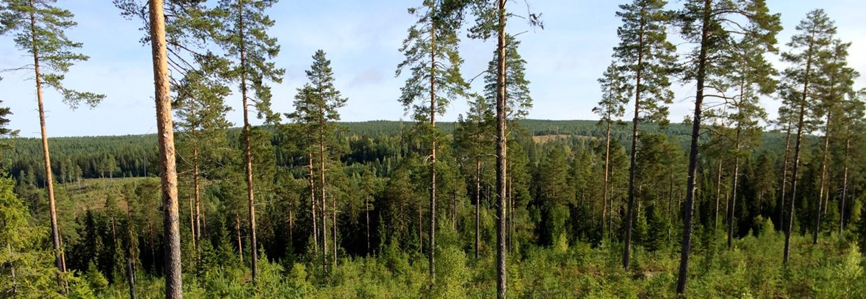 Ung tallskog