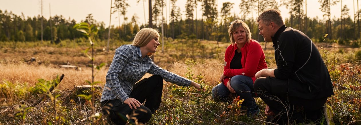 Skogsägare diskuterar föryngringsavverkning
