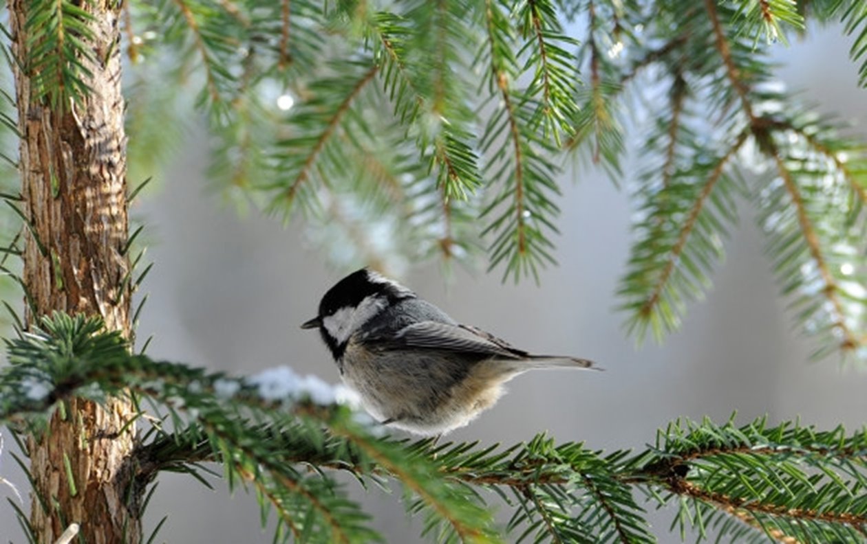 Bird in a tree