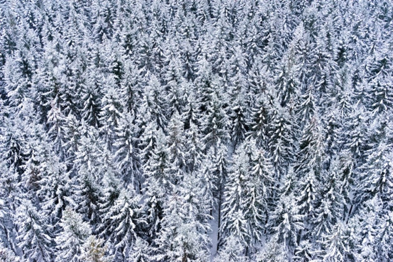 snow-covered forest