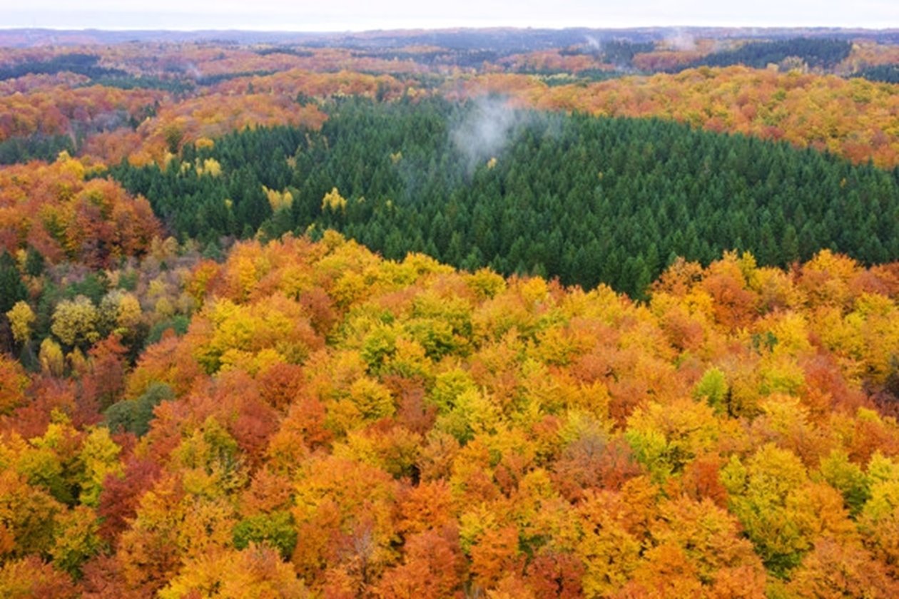 Forest från above