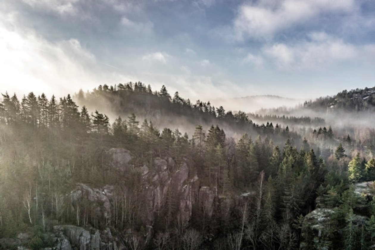 Forest and fog shows clean air