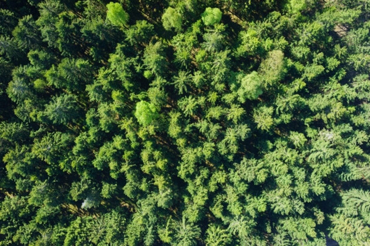 Forest från above