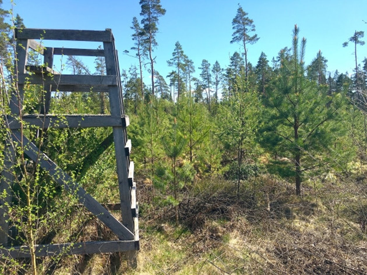 skog, jakt, jakttorn