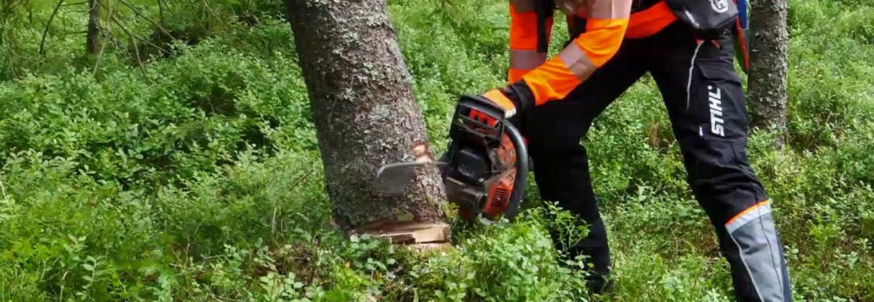 Säkerhet vid avverkning av granbarkborreskadade träd. Säker fällning av granbarkborreskadat träd. Säkerhetsinstruktör Säker Skog.