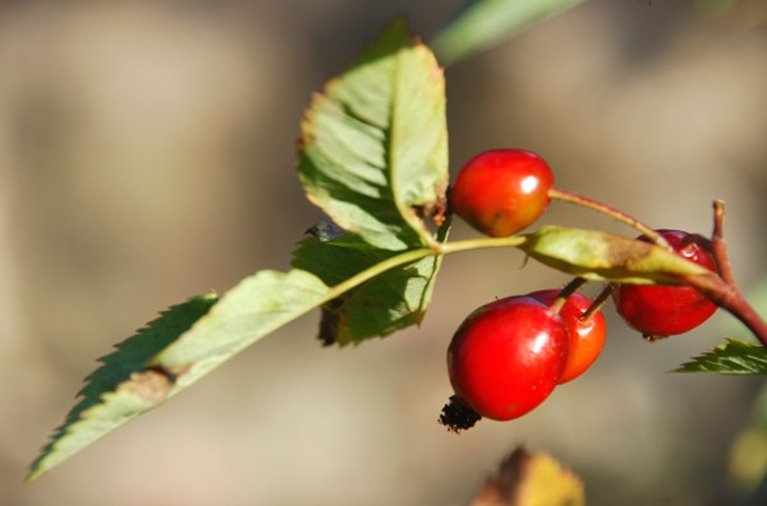 Natur. Växter. Nyponkvist. Bär.