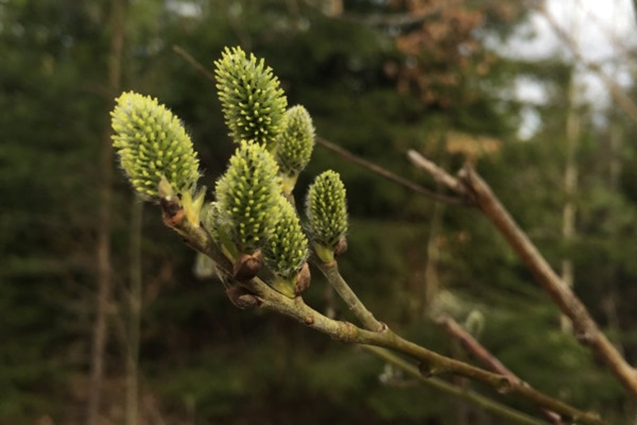Sälgen är bland de tidigaste att blomma på våren. Står den varmt och soligt kan de blomma redan i april, och den producerar mängder av pollen och nektar. Går man under en blommande sälg kan det fullkomligt surra av våren nyvakna humlor och bin.