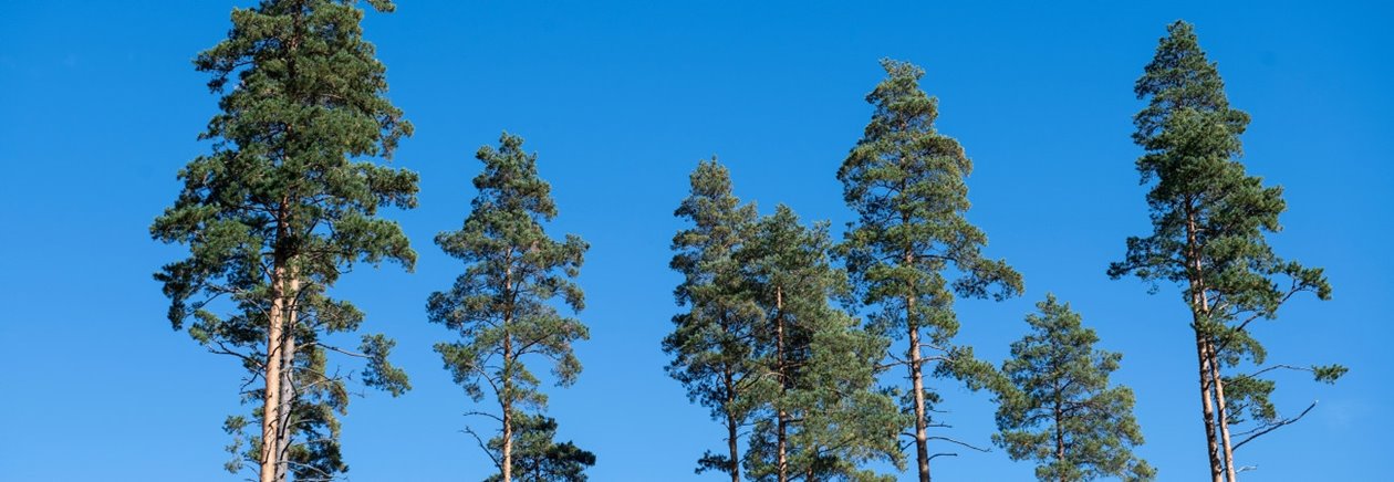 Frötallar