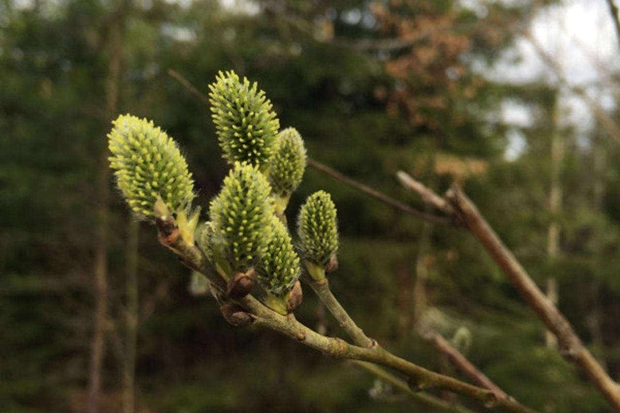 Sälgen är bland de tidigaste att blomma på våren. Står den varmt och soligt kan de blomma redan i april, och den producerar mängder av pollen och nektar. Går man under en blommande sälg kan det fullkomligt surra av våren nyvakna humlor och bin.