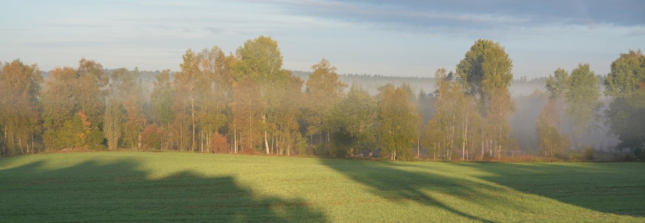 I det lövrika skogsbrynet trivs ett stort antal arter.