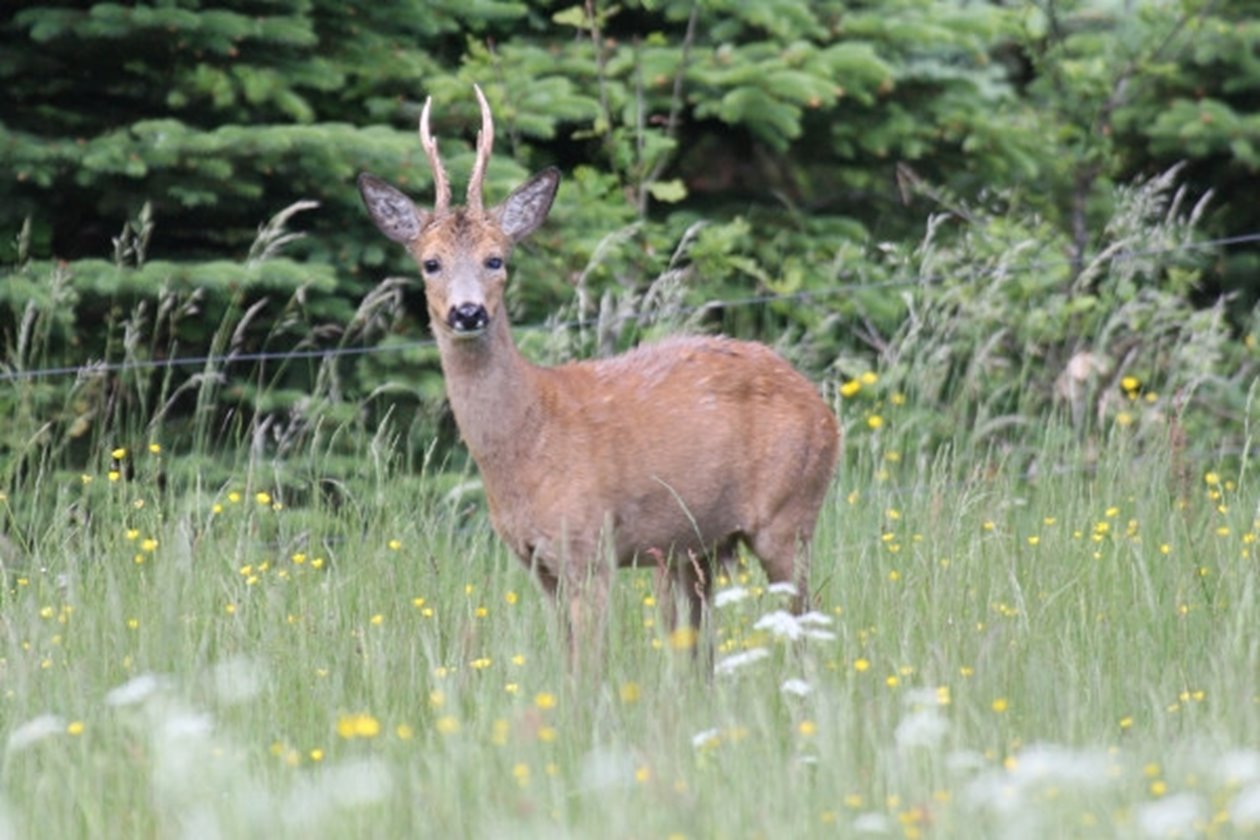 Rådjuren är finsmakare. Lättsmälta blad och örter står högts på menyn, så de trivs bland buskar, lövträd och gläntor i skogsbrynet. Skogsbrynet erbjuder också skydd, en plats dit rådjuren kan ta sin flykt om de anar fara på de öppna fälten.