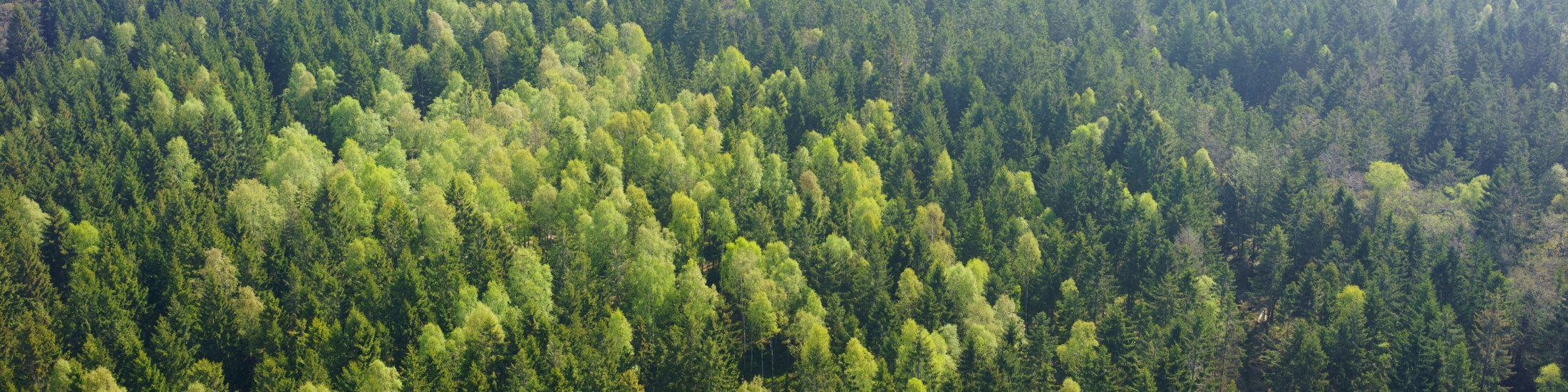 Skog utanför Åled i södra Halland.