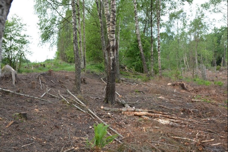Vid föryngringsavverkning ska allt löv sparas i den framtida brynmiljön, men gran huggs bort. Genom att senare lämna zonen utan föryngring och att röja och gallra fram löv skapas stora framtida värden.