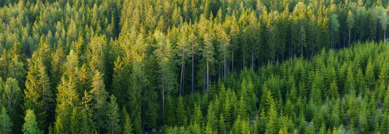 Virkesförrådet har successivt ökat under de senaste 80 åren. Trots att alltmer skog avverkas har vi idag mer skog än någonsin tidigare – tack vare återplantering.
