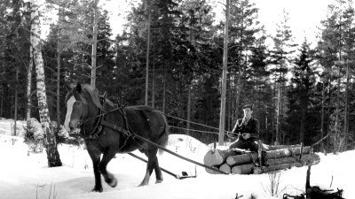 Häst i skogen