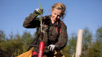man, plantor, planteringsrör, hygge