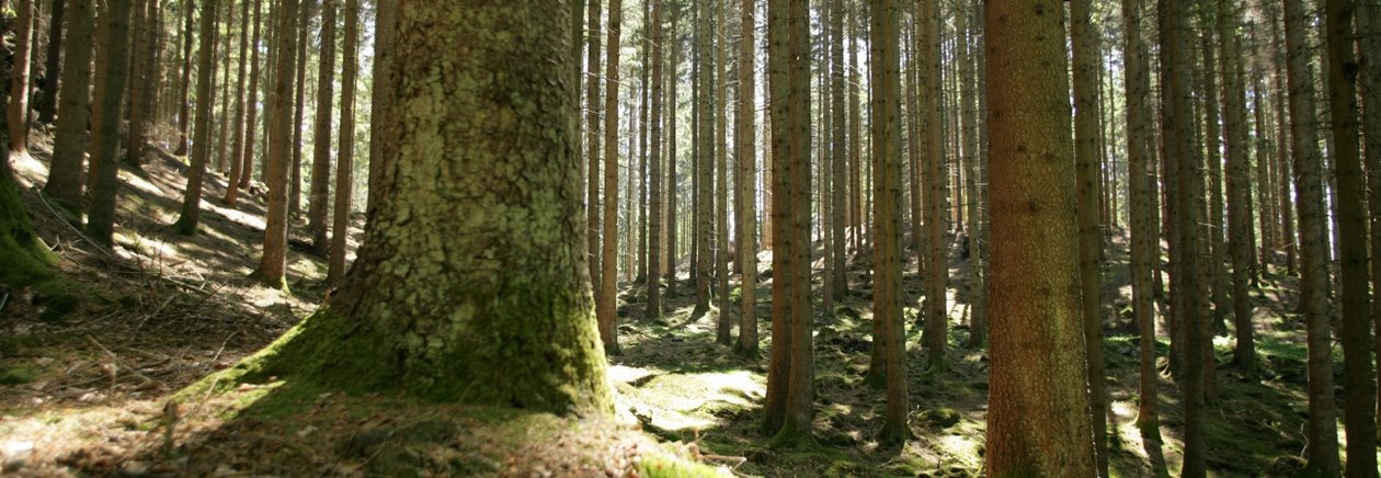 Skog. Gran. Granskog. Solbelyst.