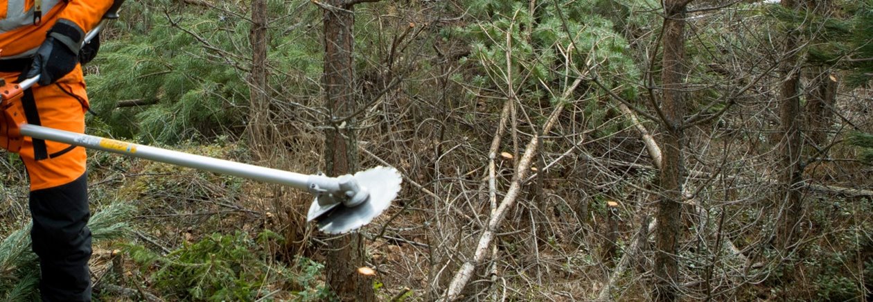 Röjning av skog av Södra-medlemmen Karl-Eric Johansson och dottern Ellen Johansson. Slutröjning i tallungskog