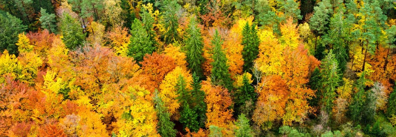 Skog på hösten