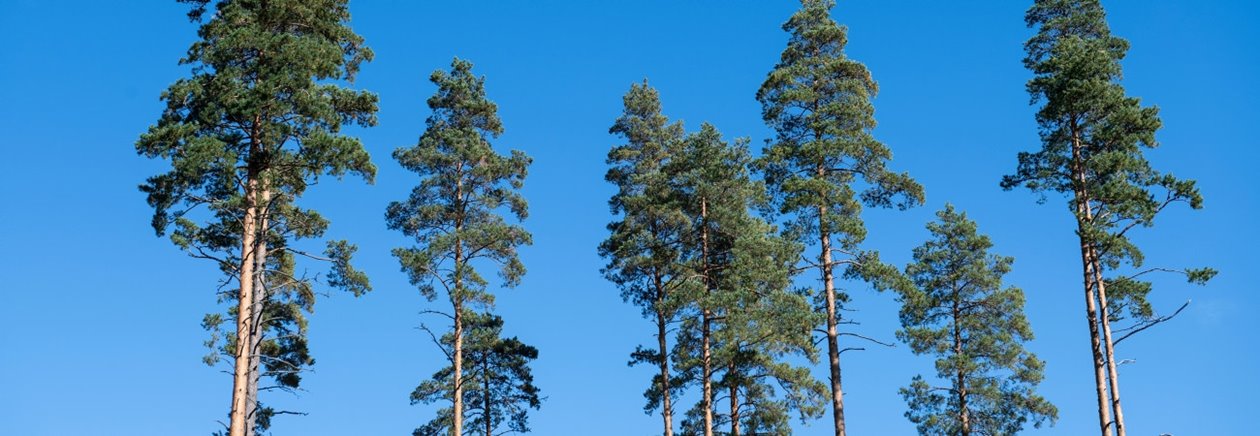 Frötallar