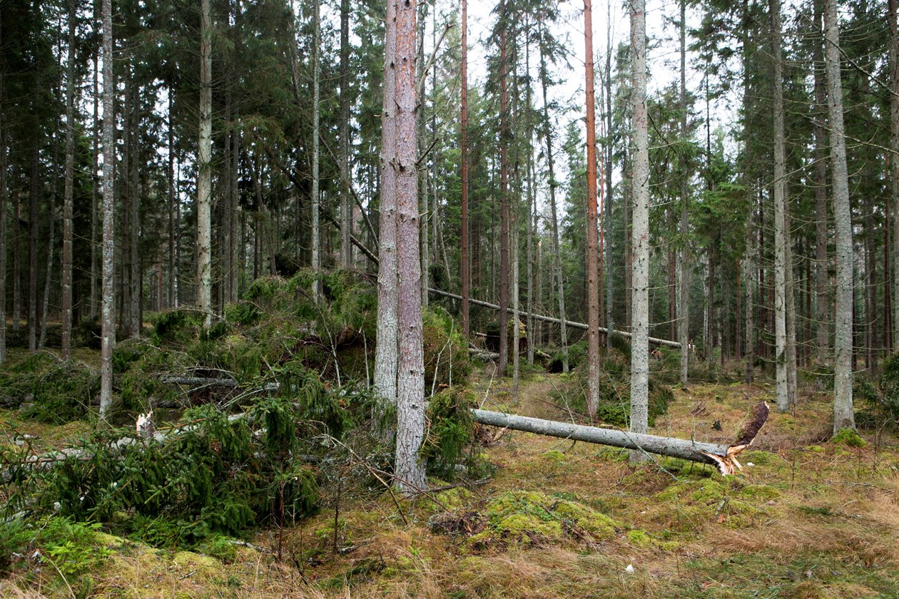 Vindfälle och knäckta träd efter stormen Gorm strax utanför Långasjö i Småland i november 2015. Stormen Gorm